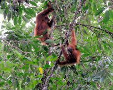 Two orangutans swinging on tree branches