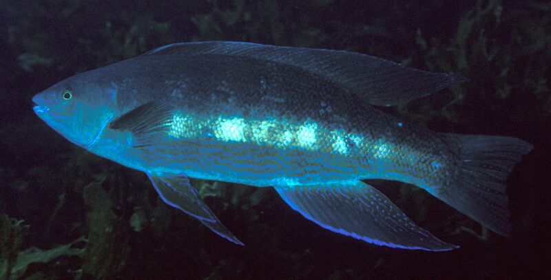 ملف:Odax pullus (Greenbone).jpg