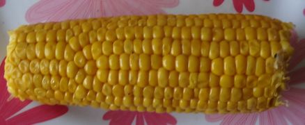 Ear of maize with irregular rows of kernels