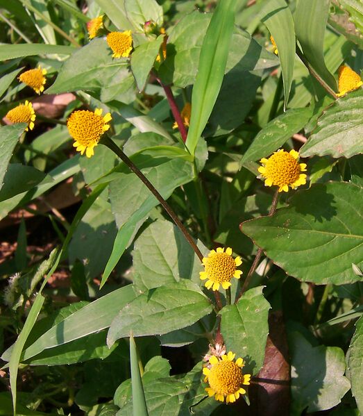 ملف:Acmel panic 040730-001 la.jpg