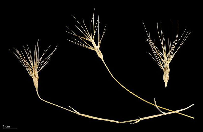 ملف:Aegilops geniculata MHNT.BOT.2011.18.8.jpg