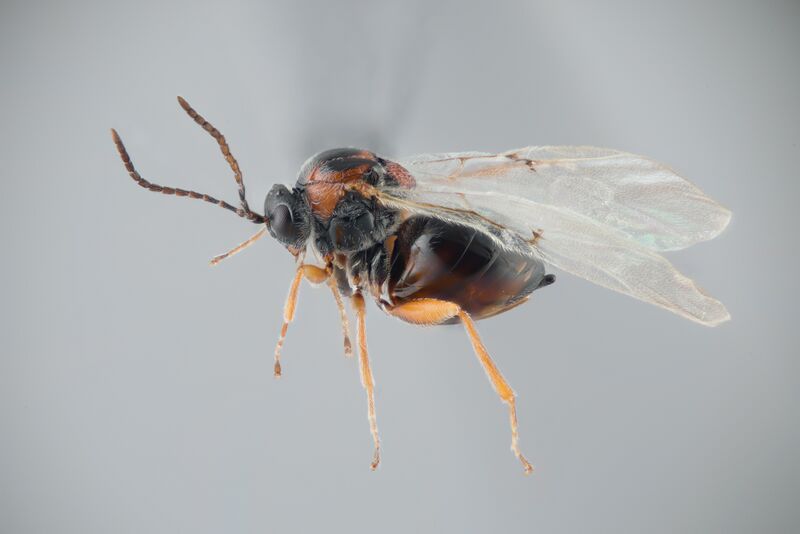 ملف:Andricus curvator 17753.jpg