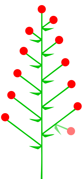 ملف:Botryoid (inflorescence).svg