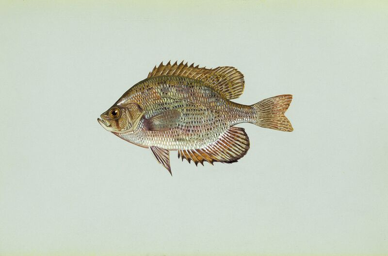 ملف:Centrarchus macropterus.jpg