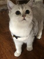 Eight-month-old British shorthair in silver coat