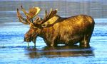 Wading moose.jpg