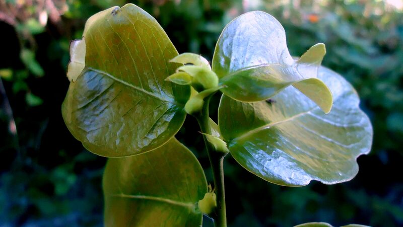 ملف:Zollernia latifolia Benth..jpg