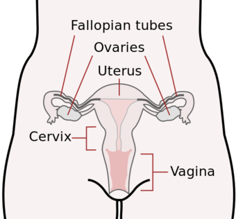 Scheme female reproductive system-en.svg