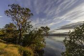 Trees during the sunset in Gulf Islands National Park Reserve, Sidney Island, BC, Canada.jpg