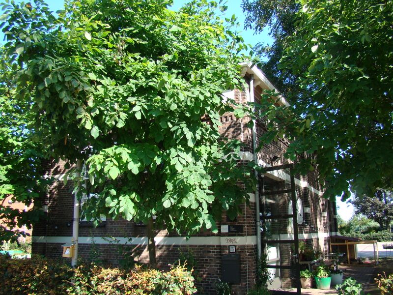 ملف:Westerpark amsterdam Gosschalklaan 12.JPG