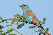 European Roller (Coracias garrulus) (16475688389).jpg