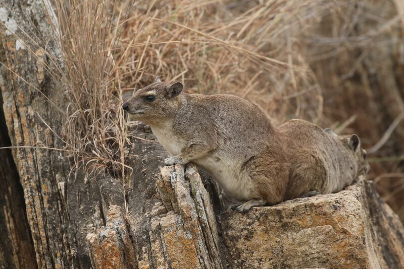 ملف:Heterohyrax brucei 314801839.jpg