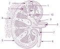 Illu kidney.jpg