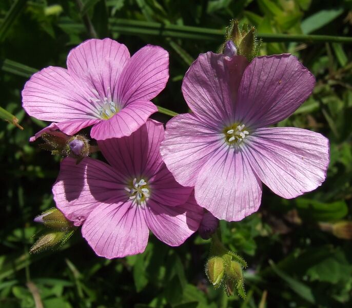 ملف:Linum viscosum 20060702113155wp.jpg