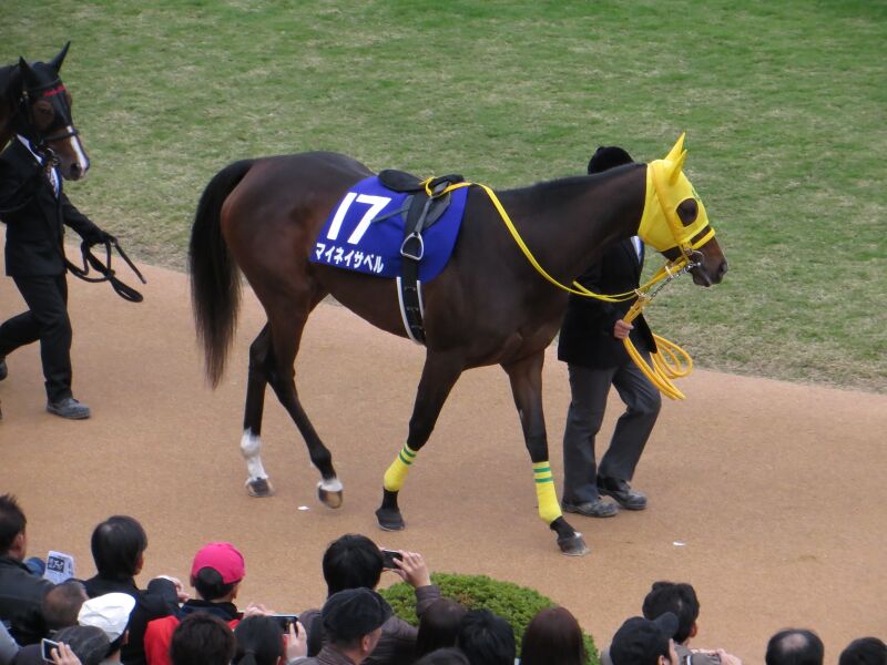 ملف:Meine-Isabel IMG 0785 20131117.JPG