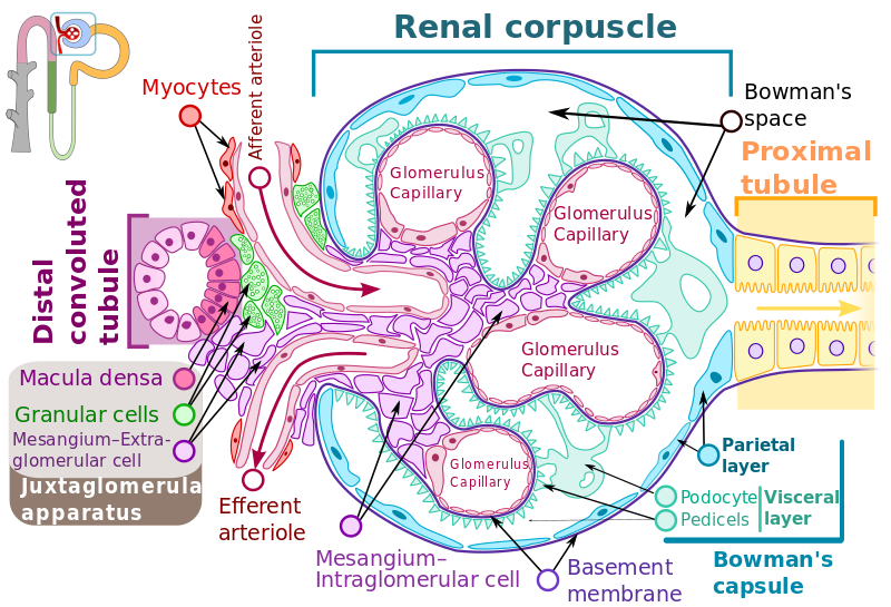 ملف:Renal corpuscle-en.svg