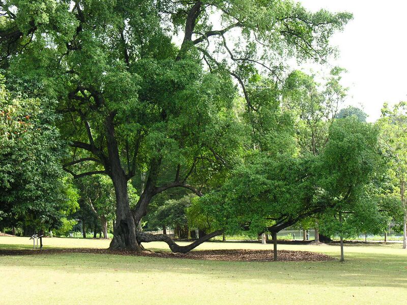 ملف:$5 tree.JPG