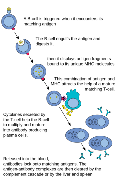 ملف:B cell activation.svg