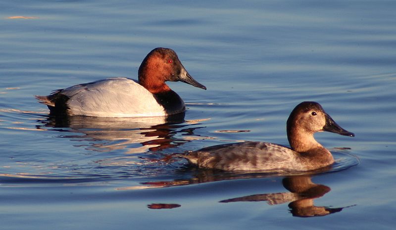 ملف:Canvasback pair2.jpg