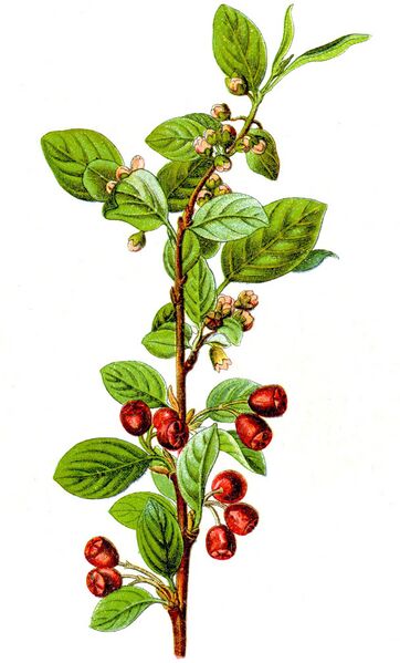 ملف:Cotoneaster integerrimus Sturm1.jpg