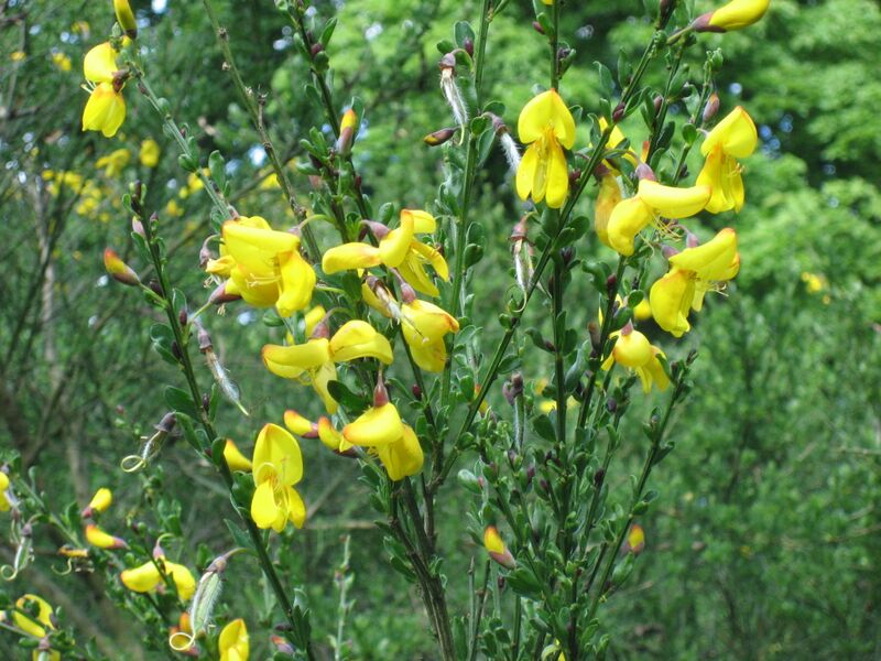ملف:Cytisus scoparius3.jpg