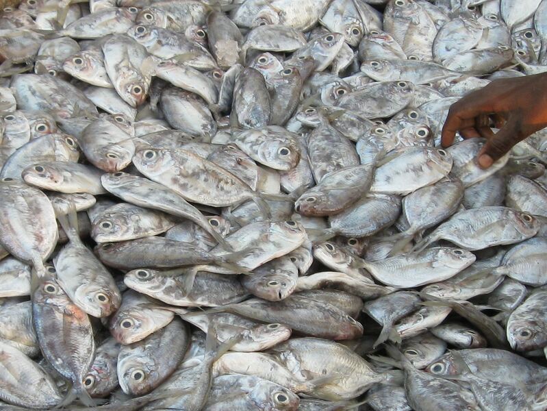 ملف:FalseTrevally 2.jpg