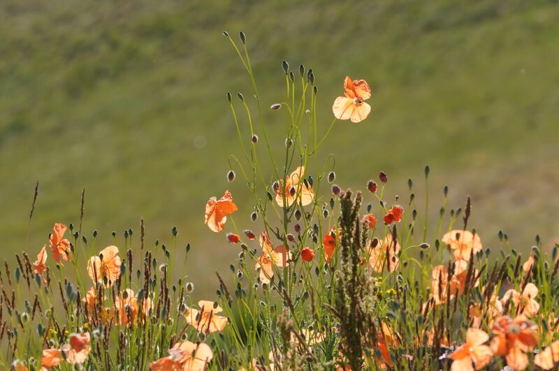 ملف:Papaver fugax 02.JPG