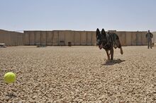 All Bite No Bark DVIDS304529.jpg