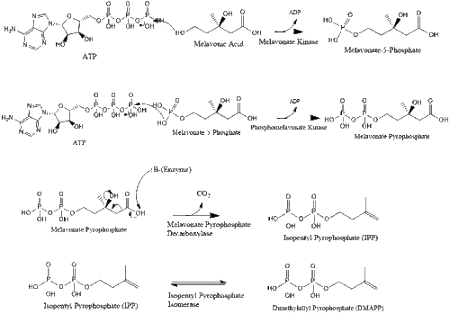 Melavonate pathway to IPP.gif