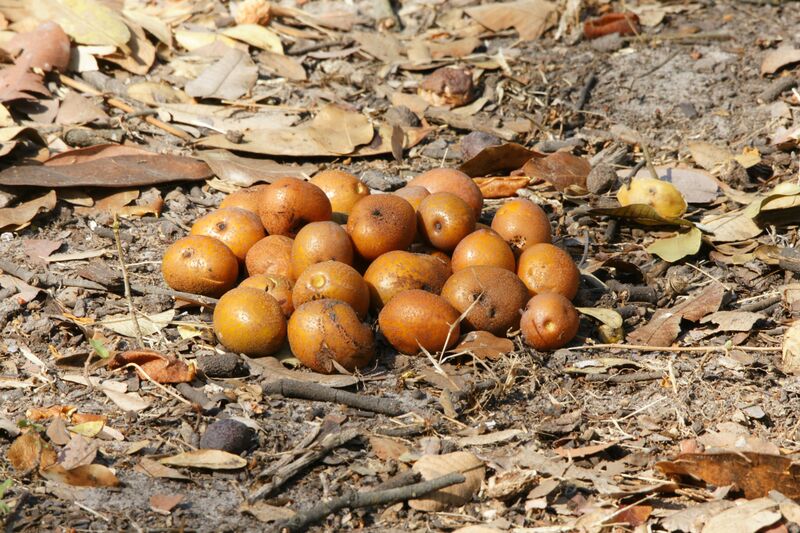 ملف:Parinari curatellifolia (fruit).jpg
