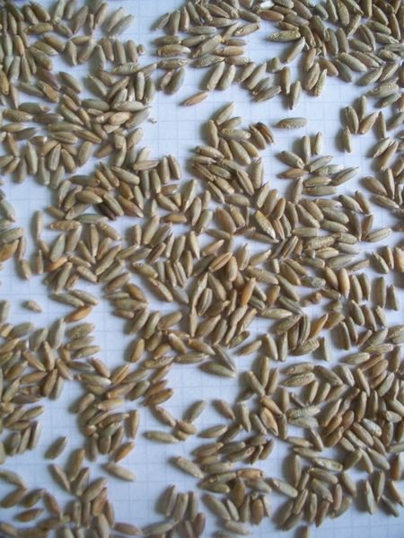 ملف:Rye grains.JPG