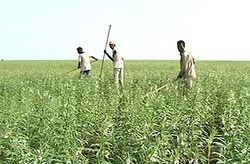 الزراعة في مدينة القضارف.