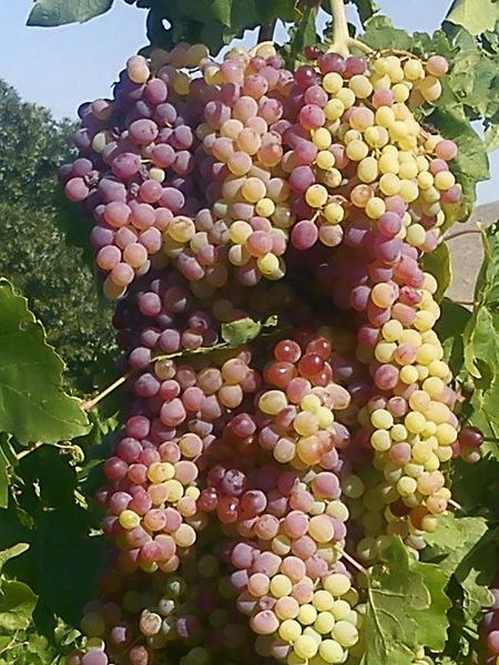 ملف:Abhar-iran.JPG