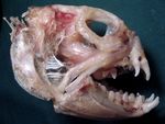 Anarhichas lupus skull, a fish species