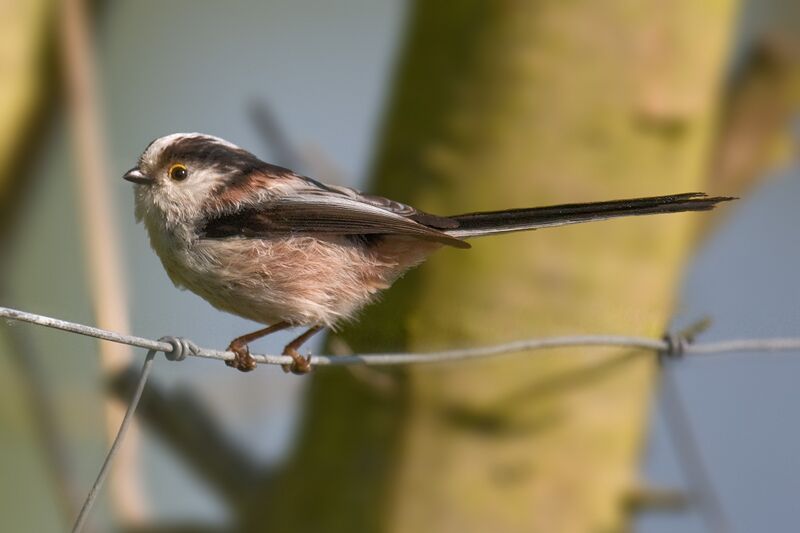 ملف:Long-tailed Tit Aegithalos caudatus.jpg