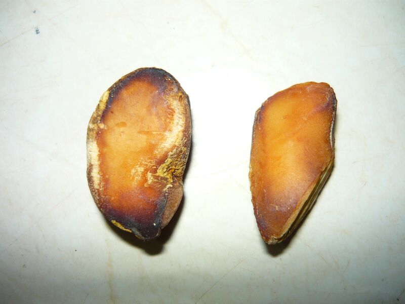 ملف:Simaba cedron-Semilla.jpg