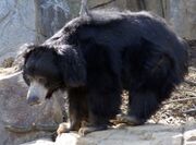 Black bear with gray face on rock