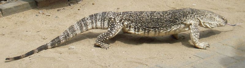 ملف:Varanus exanthematicus (SqueakyMarmot).jpg