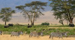 Zebras, Serengeti savana plains, Tanzania.jpg