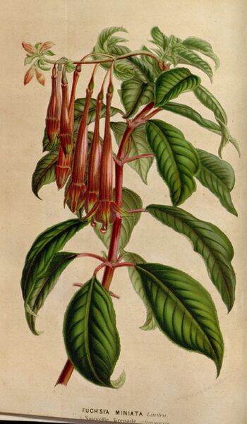 ملف:Fuchsia miniata.jpg