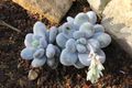Pachyphytum oviferum pm.JPG