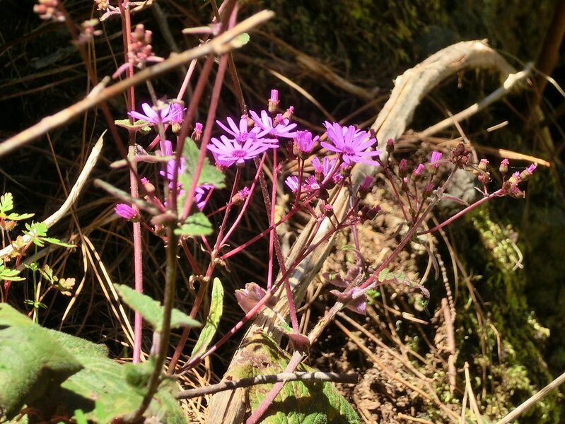 ملف:Pericallis cruenta Tenerife 3.jpg