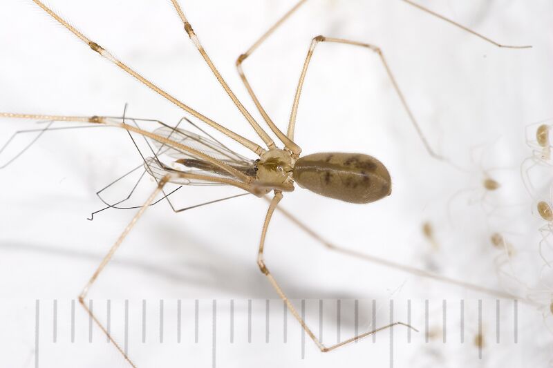 ملف:Pholcus.phalangioides.6908.jpg