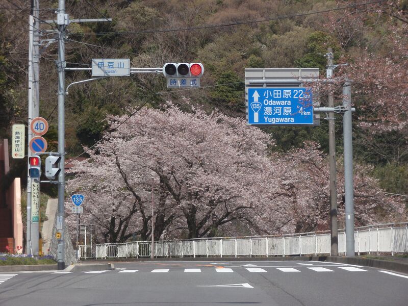 ملف:Route135 Izusan cherry blossom.jpg