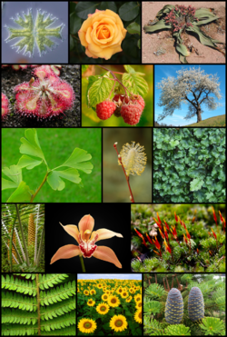 Diversity of plants image version 5.png