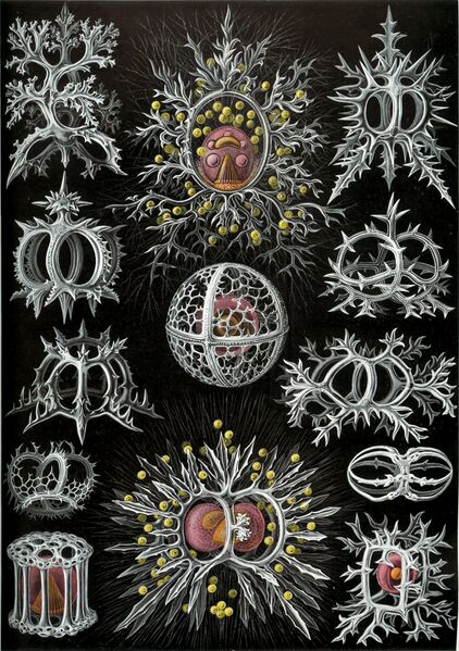 ملف:Haeckel Stephoidea.jpg