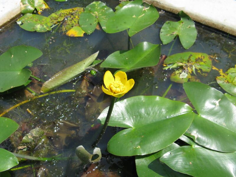 ملف:Nuphar subintegerrimum1.jpg