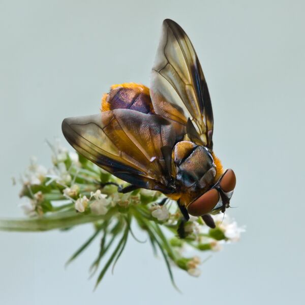 ملف:Phasia hemiptera top.jpg