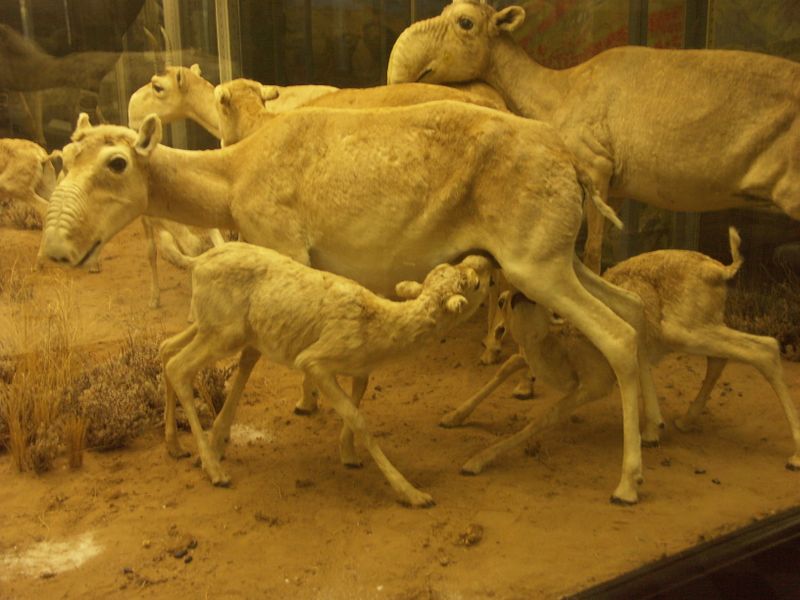 ملف:Saigaherd.JPG