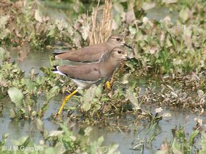 White tailed Lapwing I IMG 9928.jpg